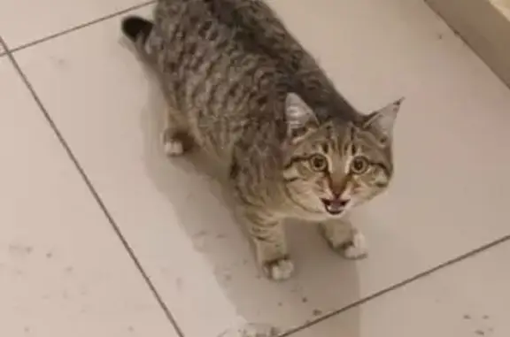 Найдена кошка, Красноярск, фото: Найдена кошка, Краснодарская улица, 20, Красноярск - девочка, домашняя