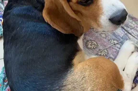 Найдена собака, Тула, фото: Найден собака, Тула - порода бигль