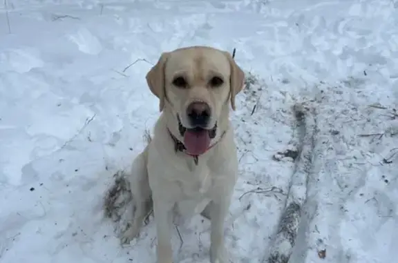Найдена собака, Троицк, фото: Найдена собака, мужской, Академическая площадь, район Троицк, Троицк - есть клеймо