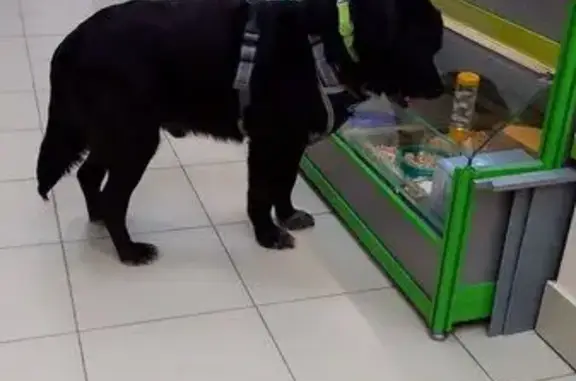 Объявления о пропавших и найденных животных, Чебоксары, фото: Найден собака, проспект 9-й Пятилетки, 18 к2, Чебоксары - кобель с зелёным ошейником