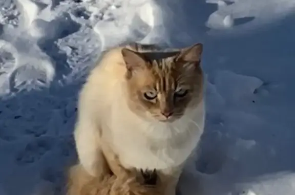 Найдена кошка, Нижний Новгород, фото: Найдена кошка, улица Старых Производственников, 11 к1, Нижний Новгород
