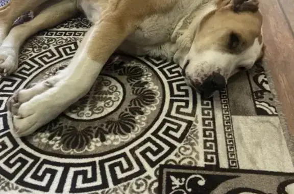 Найдена собака, Малаховка, фото: Найдена собака, девочка алабай, Малаховка, Московская область