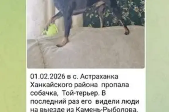 Пропал собака, улица Березюка, 52А, Астраханка - окрас чёрный, Камень-Рыболов - photo