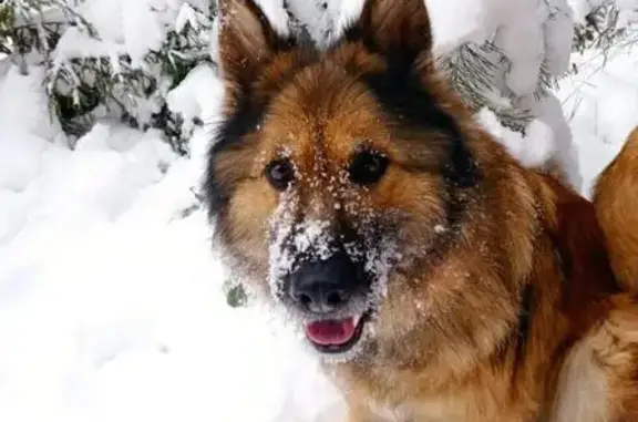 Пропала собака, Первомайская улица, 9, Сабик - без ошейника, свежий шрам от стерилизации - photo