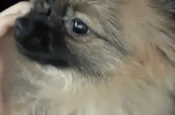 Пропала собака, проспект Авиаторов, 11, Новокузнецк - девочка породы шпиц - photo