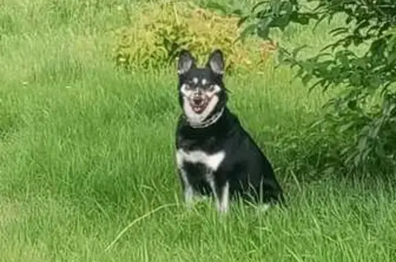 Пропала собака, Читинская улица, Красноярск - чёрно-белая Джесси - photo
