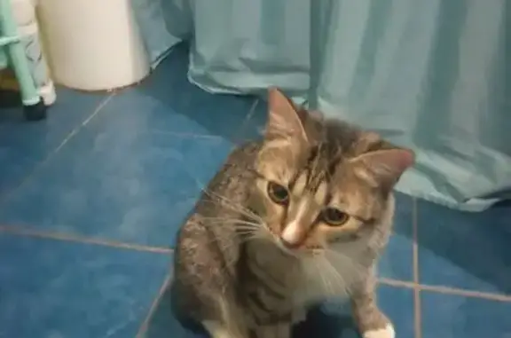 Найдена кошка, Кондопога, фото: Найдена кошка, улица М.Горького, 23, Кондопога