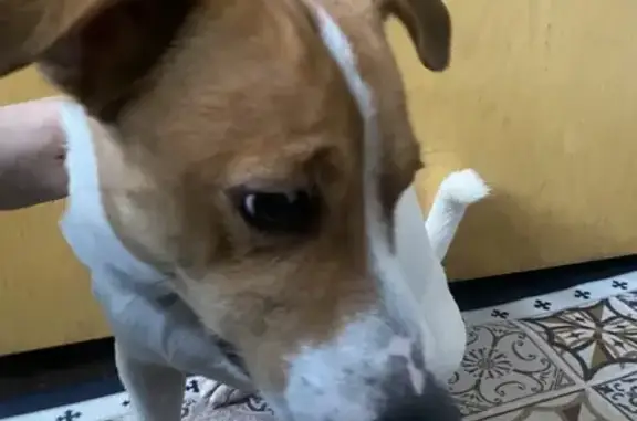 Найдена собака, Саранск, фото: Найдена собака, мужской, Демократическая улица, 1, Саранск - Джек Рассел с ошейником