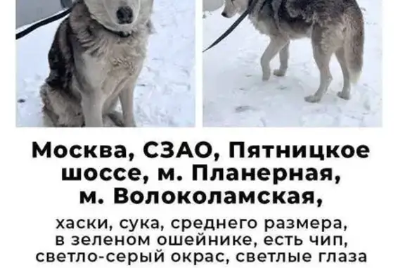 Объявления о пропавших и найденных животных, Москва, фото: Найдена собака, Москва - хаски, сука в зелёном ошейнике