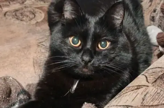 Пропал кот, улица Беловой, Иваново - чёрный с белым пятнышком на груди - photo