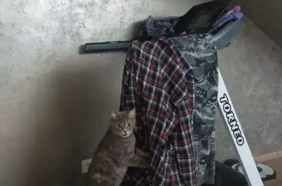 Потерянные животные Натухаевская, фото: Пропала кошка, улица Фрунзе, 43А, Натухаевская - серая с белыми и рыжими пятнами