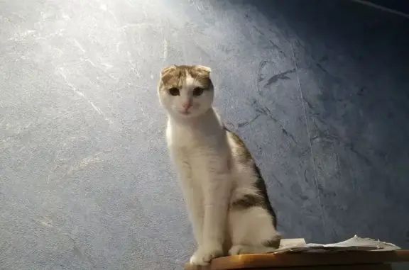 Пропал вислоухий шотландец, улица Механизаторов, 12, Чердаклы - полосатый хвост и зелёные глаза - photo