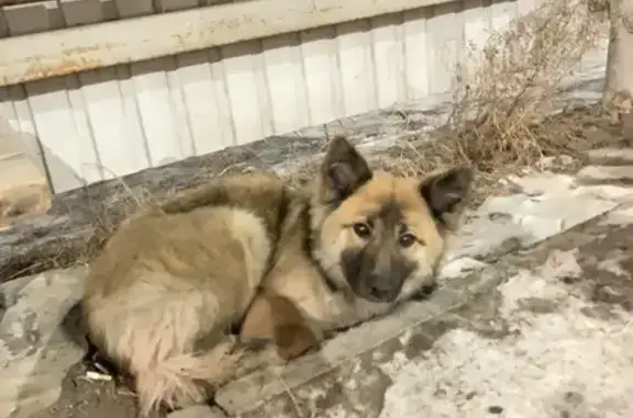 Найдена собака, Чита, фото: Найдена собака, мкр. Каштакский, Чита - бегала за машинами и скулила