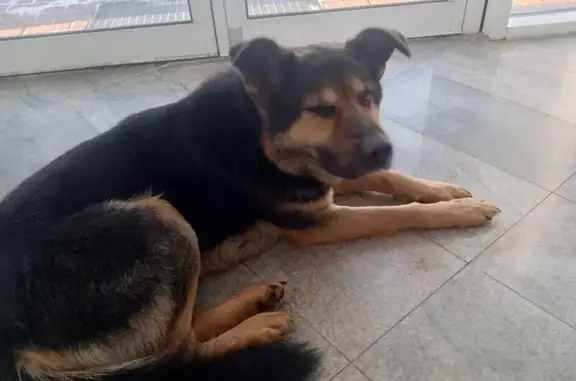 Найдена собака, Тверь, фото: Найдена собака, Петербургское шоссе, городской округ Тверь - черно-коричневая, тихая