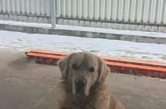 Пропал собака, Харьковский переулок, 31, Минеральные Воды - золотистый ретривер - photo