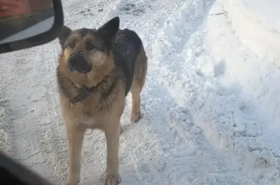 Найдена собака, Ярославль, фото: Найдена собака, улица Полушкина Роща, 16 литАя, Ярославль - с ошейником