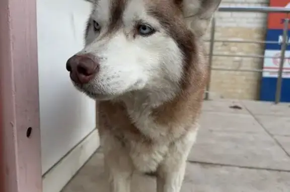 Найдена собака, Волгоград, фото: Найден собака, Университетский проспект, Волгоград