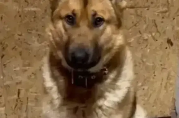 Пропал собака, мужской, Излучинск, Ханты-Мансийский автономный округ — Югра - зелёный ошейник - photo