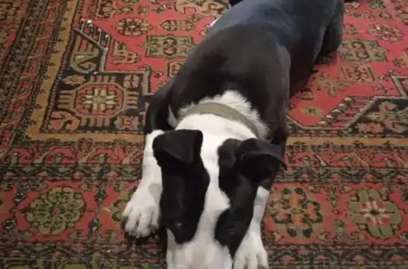 Найдена собака, Ставрополь, фото: Найдена собака, женский пол, Сиреневый переулок, 21, Ставрополь