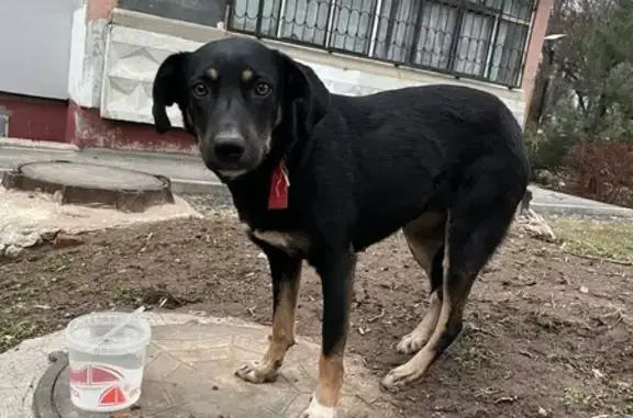 Найдена собака, Ростов-на-Дону, фото: Найдена собака, проспект Космонавтов, 36, Ростов-на-Дону - красный ошейник