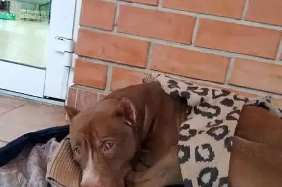 Найдена собака, Краснодарский, фото: Найден собака, мужской, около магазина Клевер, 2/1, Краснодарский