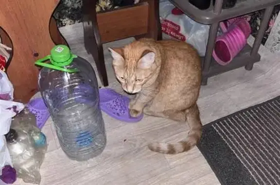 Пропала кошка, улица Академика Глушко, 49, Казань - photo