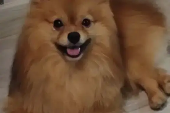 Рыжий , одна задняя лапа нерабочая , у собаки есть клеймо.