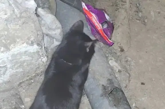 Найденные животные Челябинск, фото: Найдена кошка, Каслинская улица, 21Б, Челябинск - с ключиком и бусинкой на ошейнике