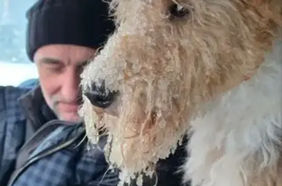 Найденные животные Рощино, фото: Найдена собака мужской, Рощино, Ленинградская область - без ошейника