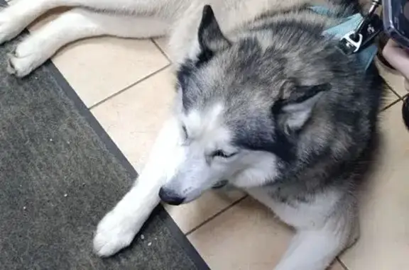 Найдена собака, Москва, фото: Найдена собака, Мичуринский проспект, Москва - хаски в голубой шлейке