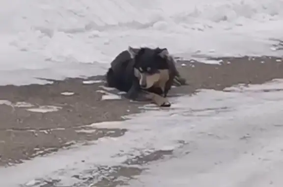 Найдена собака, Красноярск, фото: Найден собака, мужской, Комсомольский проспект, 25, Красноярск