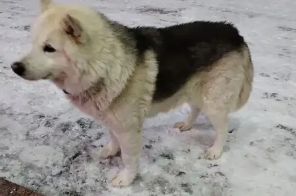 Найденные животные Бор, фото: Найдена собака, 6-я улица, 12, Бор - ухоженная