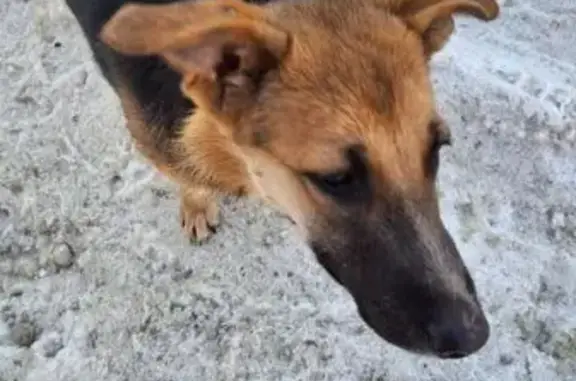 Найдена собака, Пенза, фото: Найдена собака, женская, проспект Победы, 150, Пензенский городской округ