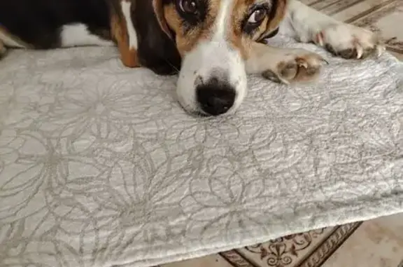 Найдена собака, Пенза, фото: Найдена собака, Пенза