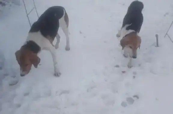 Найденные животные Сторожевое Первое, фото: Найден собака, Старохворостанское сельское поселение, Сторожевое Первое - два кобеля, похожи на сеттера