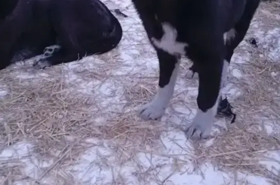 Пропала собака, бульвар Героев, Новокузнецк - метис лабрадора и московской сторожевой - photo