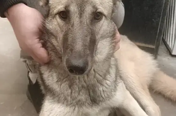 Найдена собака, Томск, фото: Найдена собака, улица Пушкина, 59, Томск - домашняя, ухоженная и напуганная