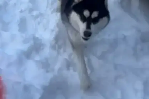 Найдена собака, Плешкино, фото: Найден собака, Плешкино, Московская область - кобель хаски без ошейника