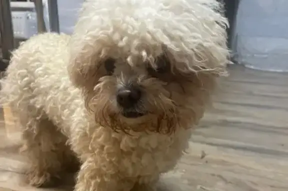 Найдена собака, Домодедово, фото: Найдена собака, проспект Академика Туполева, Домодедово - похожа на бизон фризе