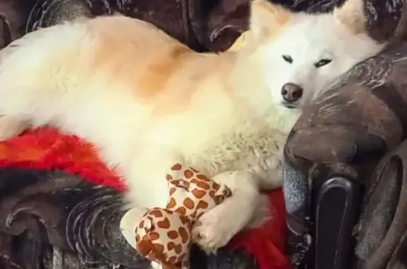 Пропала собака, женский пол, улица Подзеленье, Ярославль - бело рыжая лайка - photo