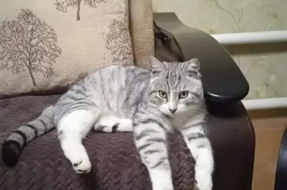 Пропал кот, Астраханская улица, 116, Балашов - шотландский серый в полоску - photo