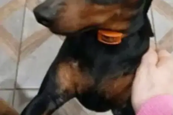 Пропал собака, мужской, Подгорное, Ленинградская область - черный, большие ушки - photo