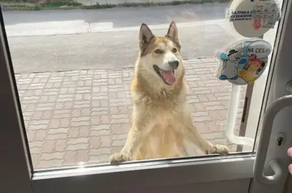 Пропал собака, 1-я Левая улица, 105, Ростов-на-Дону - откликается на кличку Ямбур - photo