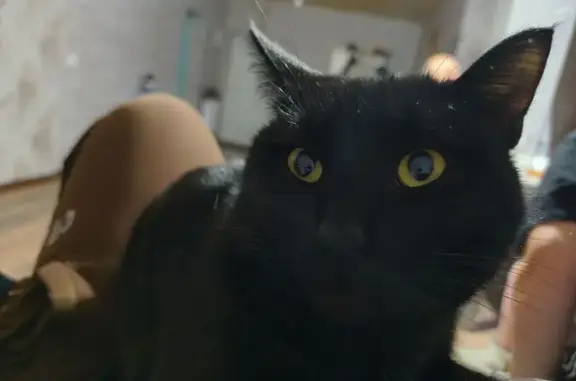 Кошки потеряшки, Уфа, фото: Потеряшка кот, Курильская улица, 24, Уфа - черная густая шерсть