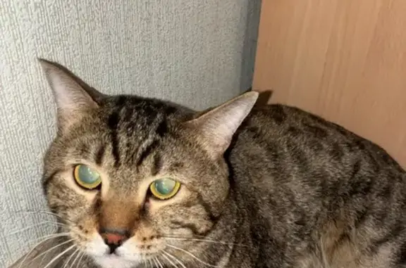 Найдена кошка, Сургут, фото: Найдена кошка, мужской, улица Монтажников, 2, городской округ Сургут