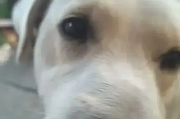 Собаки потеряшки, Тамбов, фото: Потеряшка собака, Районная улица, 40, городской округ Тамбов - белая