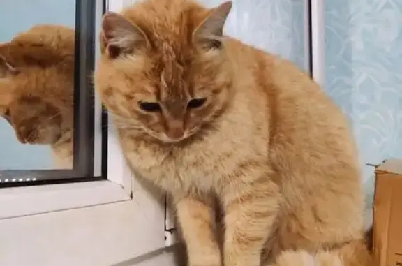 Найденные животные Астрахань, фото: Найдена кошка, Звёздная улица, 19, Астрахань - рыжая и ласковая