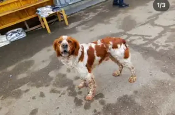 Объявления о пропавших и найденных животных, Пятигорск, фото: Найден собака, улица Леваневского, Пятигорск - бело-рыжий окрас