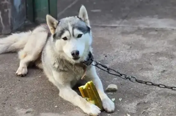 Собаки потеряшки, Оренбург, фото: Потеряшка собака, Приволжская улица, Оренбург - кобель откликается на Арчи