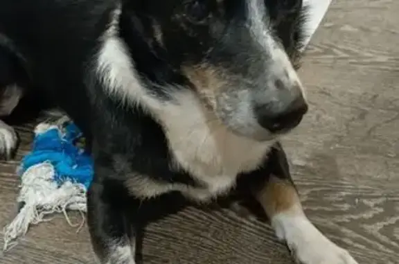 Найдена собака, Тверь, фото: Найден собака, бульвар Гусева, 31, городской округ Тверь - чёрный мальчик с белыми лапками